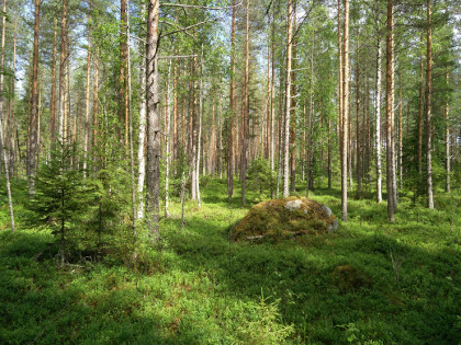 Kivi